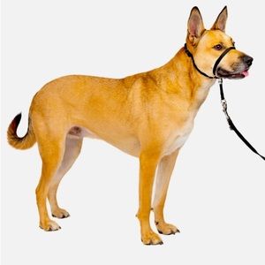 Size M Gentle Leader Head Collar